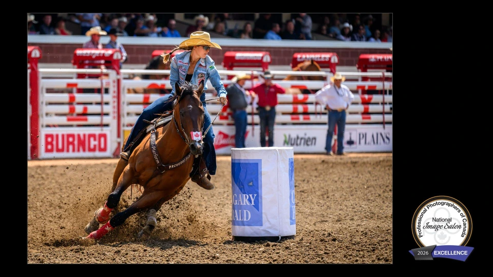 A female barrel racer wearing a cowboy hat. Peak action of the barrel racer at a World famous rodeo.